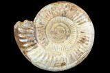 Large, Ammonite (Perisphinctes) Fossil - Jurassic #102524-1